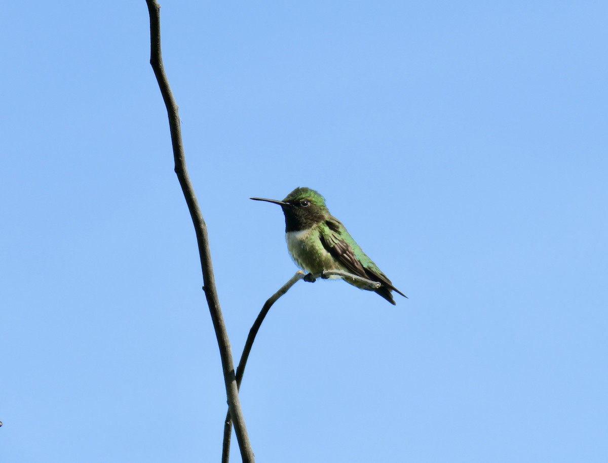 Ruby-throated Hummingbird - ML578378101