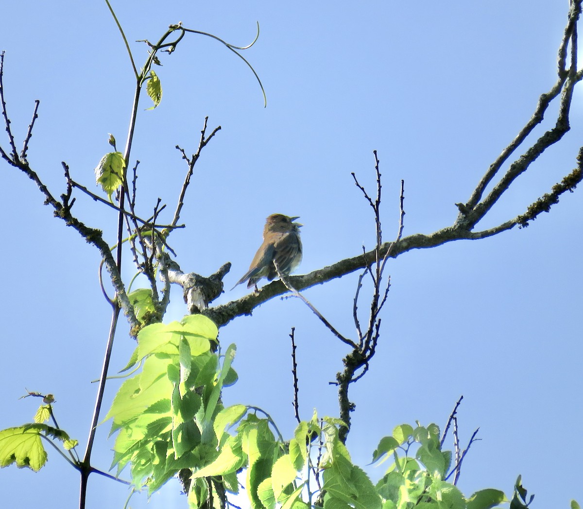 Indigo Bunting - Ann Tanner