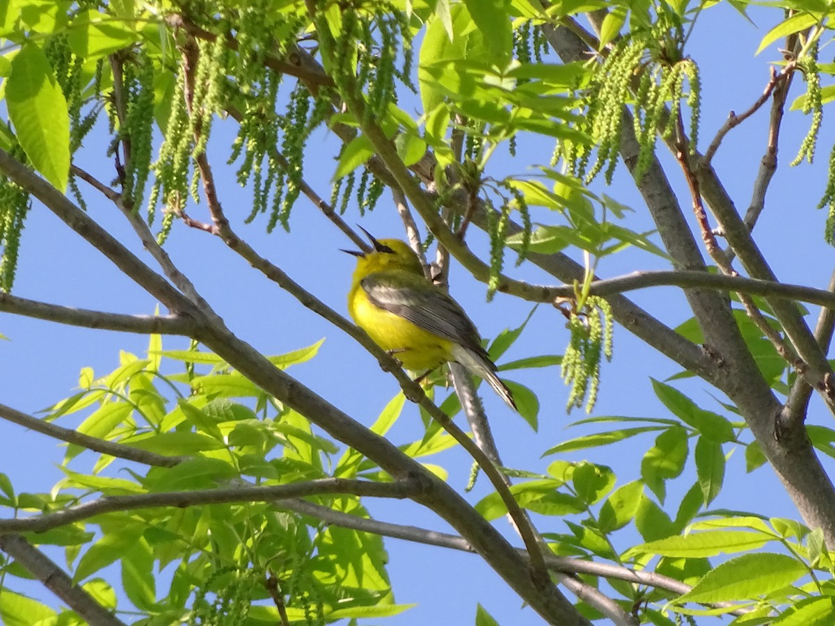 סבכון כחול-כנף - ML578379271