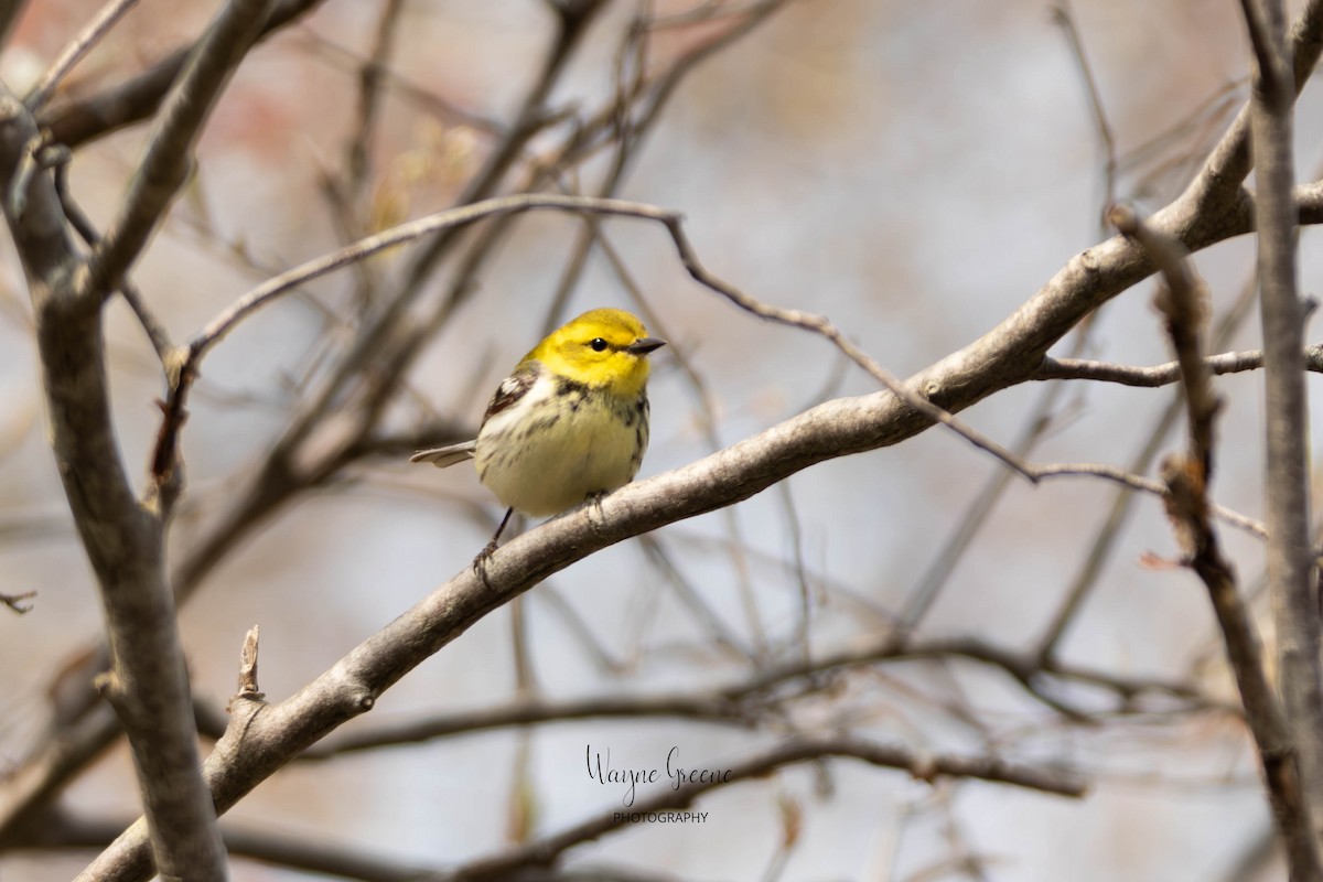 Black-throated Green Warbler - ML578379891