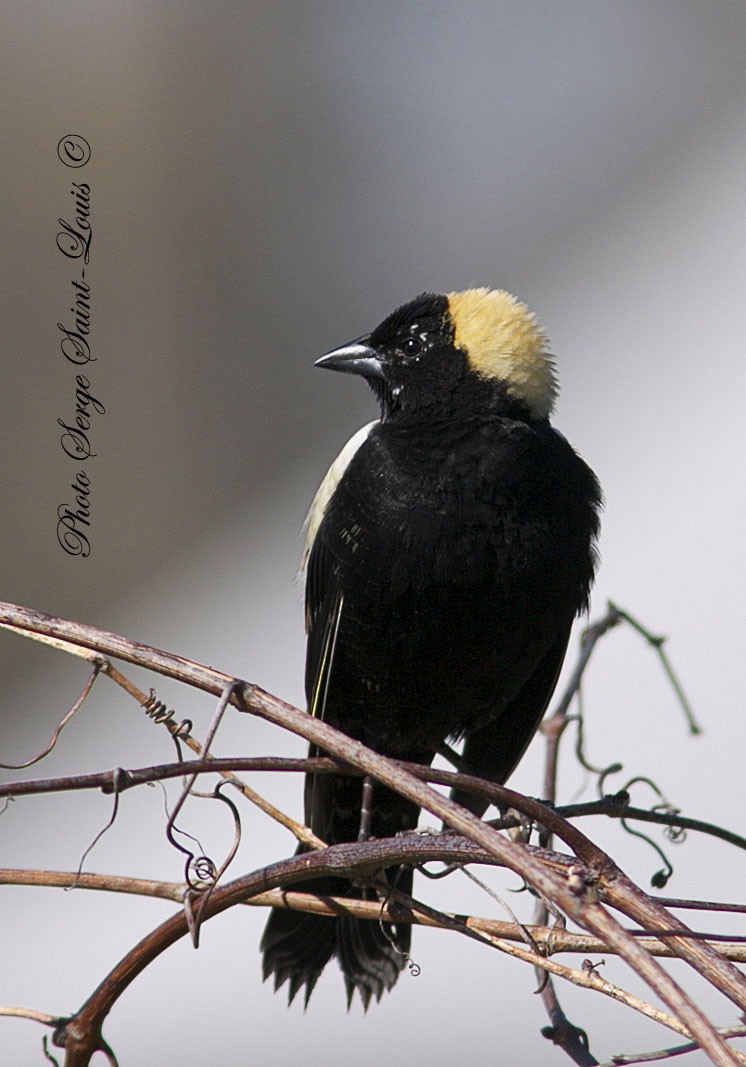 Bobolink - ML57838011