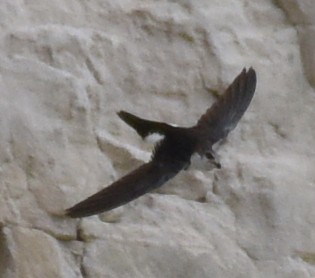 White-throated Swift - ML578380421