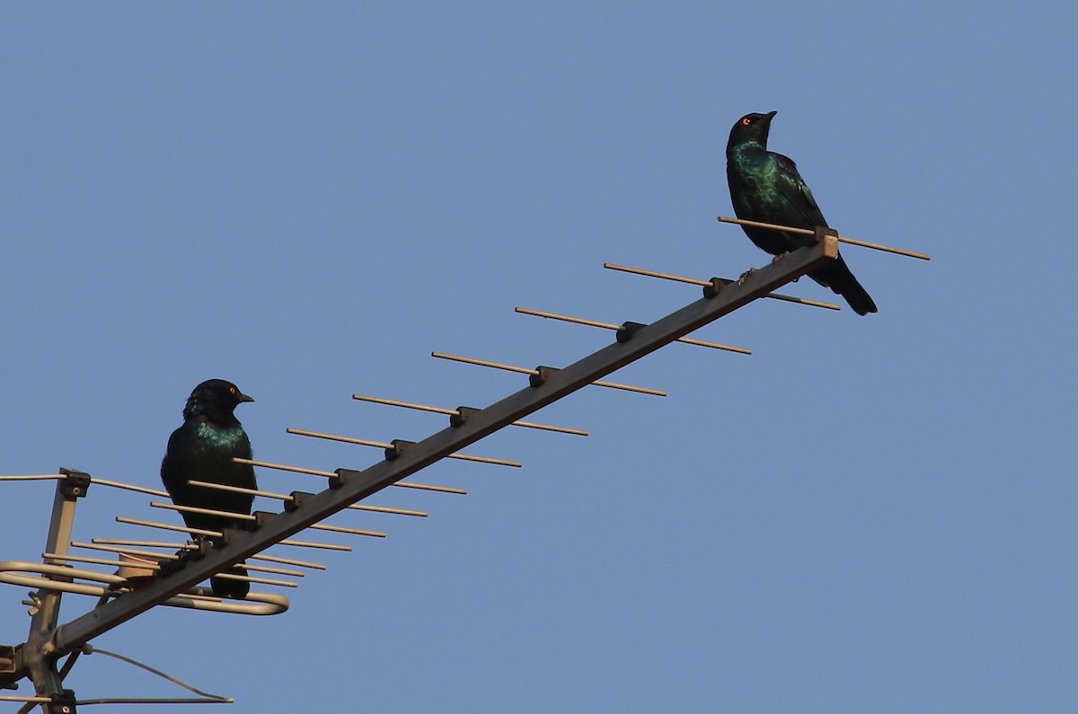 Cape Starling - Hendrik Swanepoel