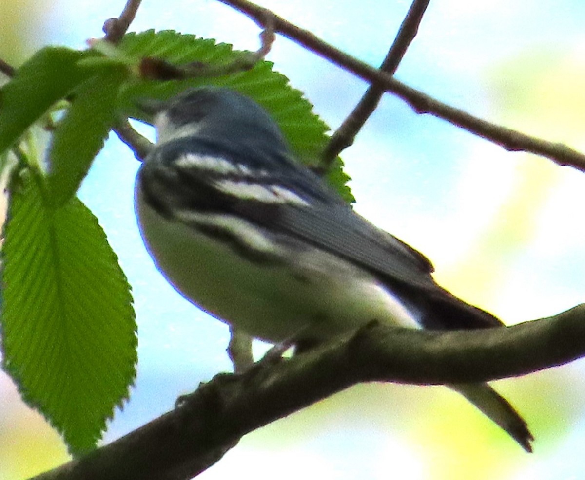 Cerulean Warbler - ML578380961