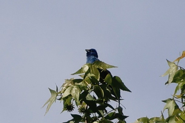 Indigo Bunting - Daniel Morton