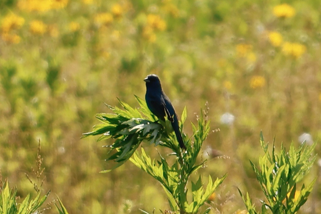 Indigo Bunting - Daniel Morton