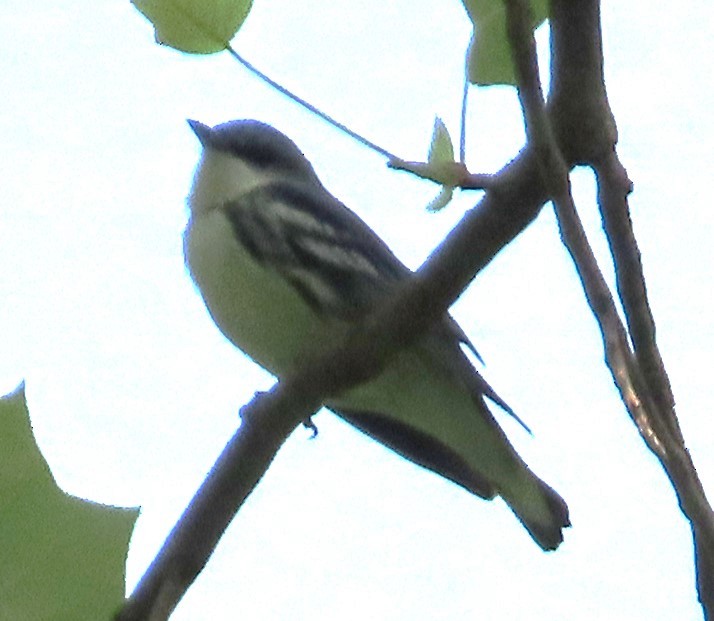 Cerulean Warbler - ML578381141