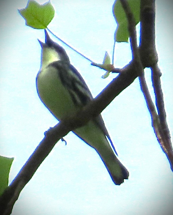 Cerulean Warbler - ML578381271