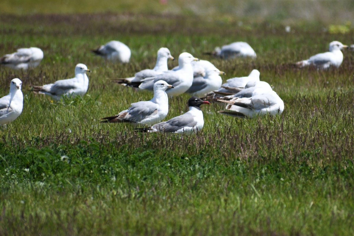 Gabbiano sghignazzante - ML578381281