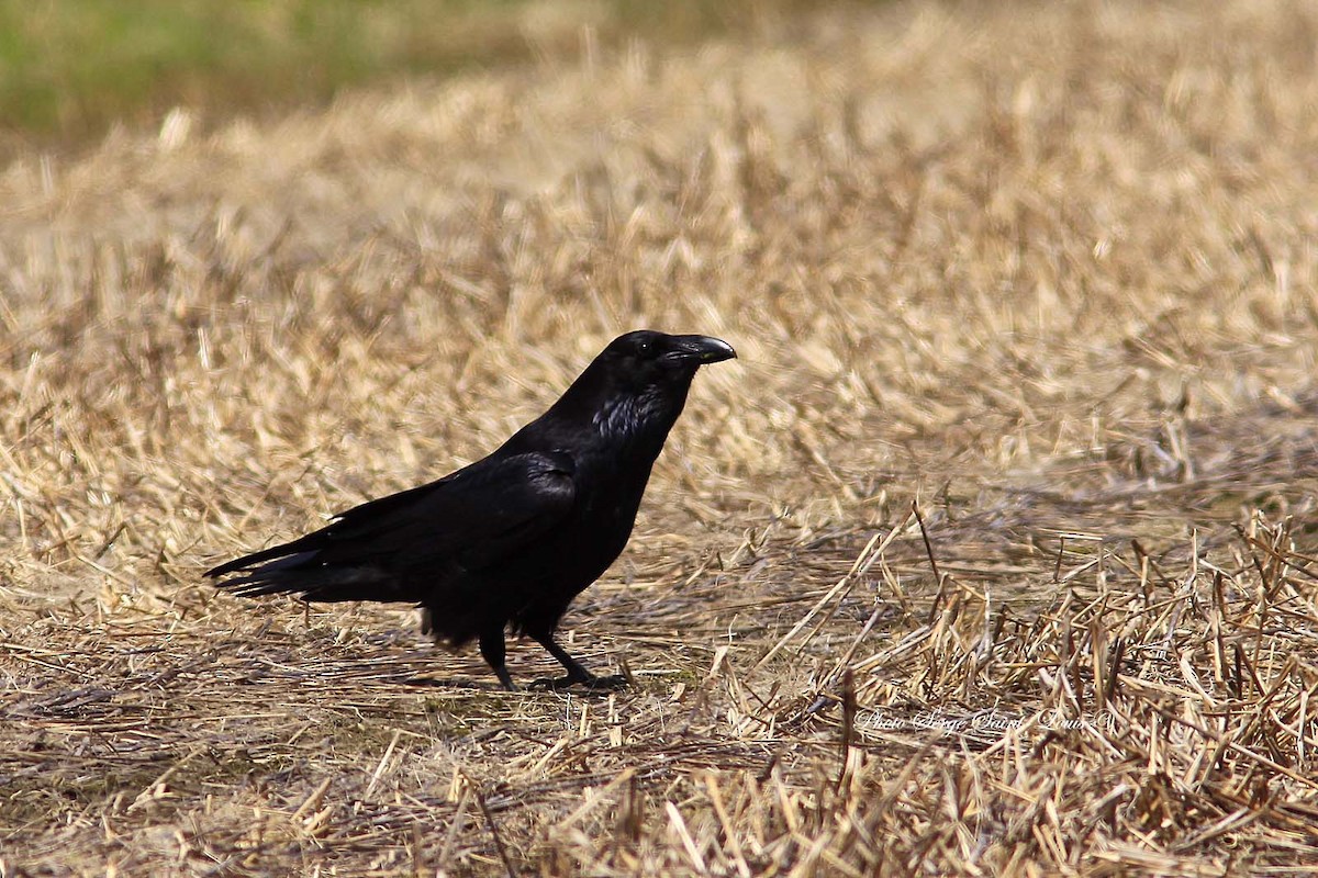 Common Raven - Serge St-Louis