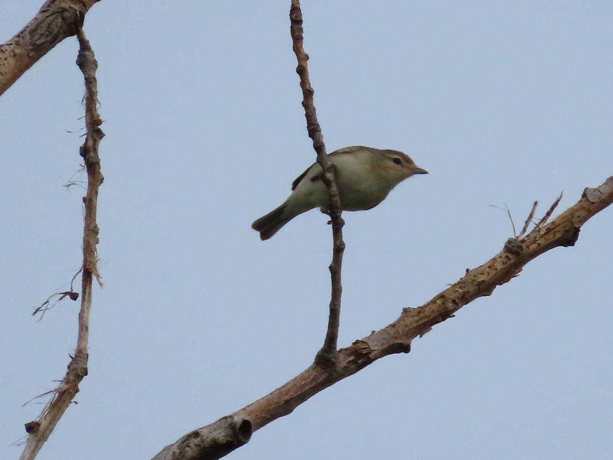 Warbling Vireo - Michelle Browning