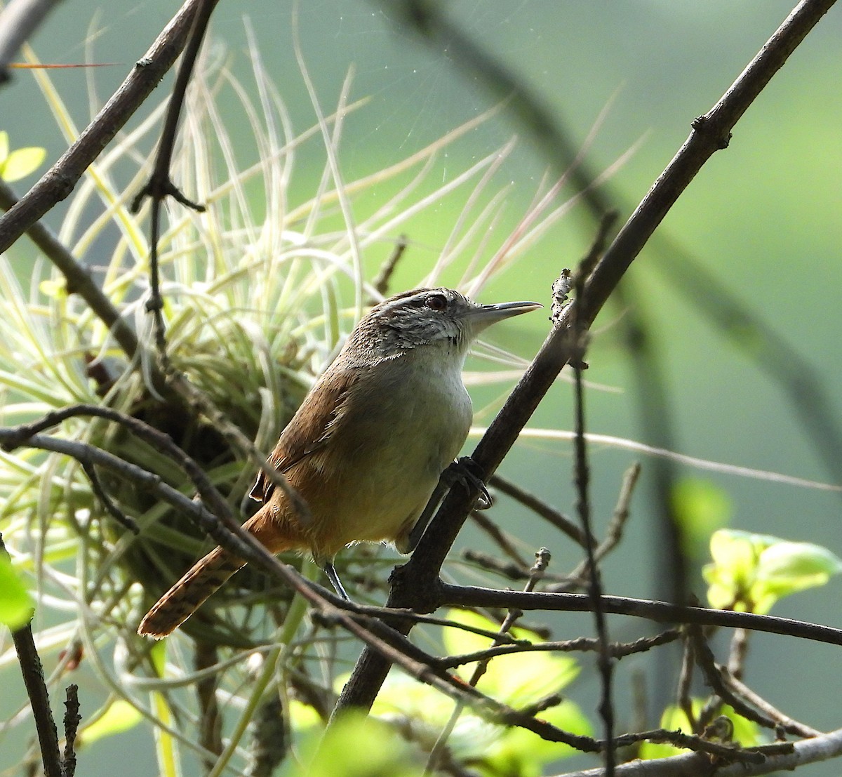 Cabanis's Wren - ML578382701