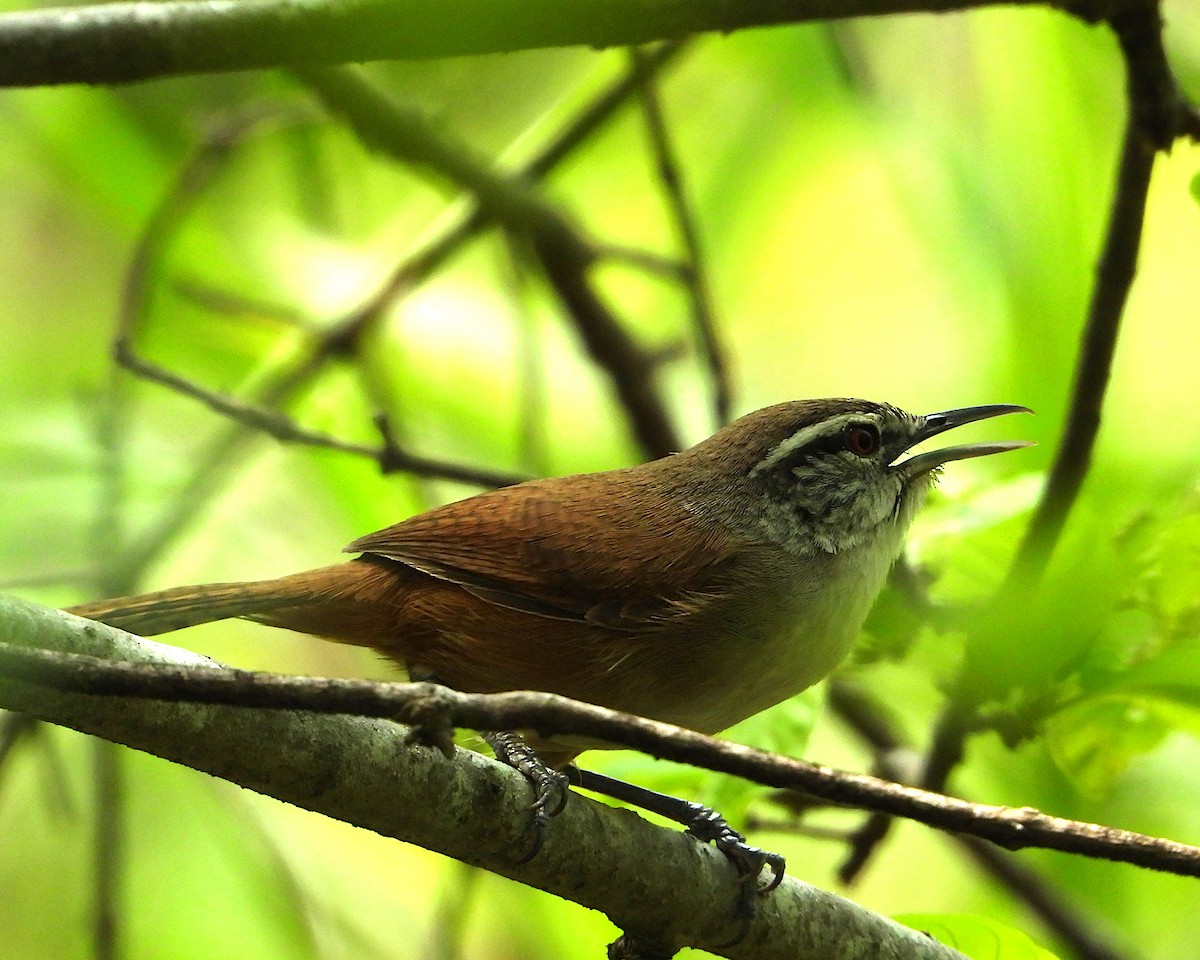 Cabanis's Wren - Isaí López