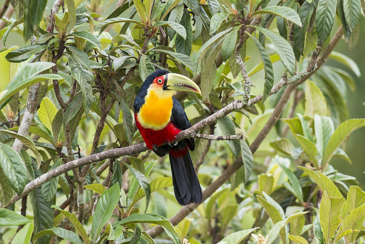 Red-breasted Toucan - ML578382951