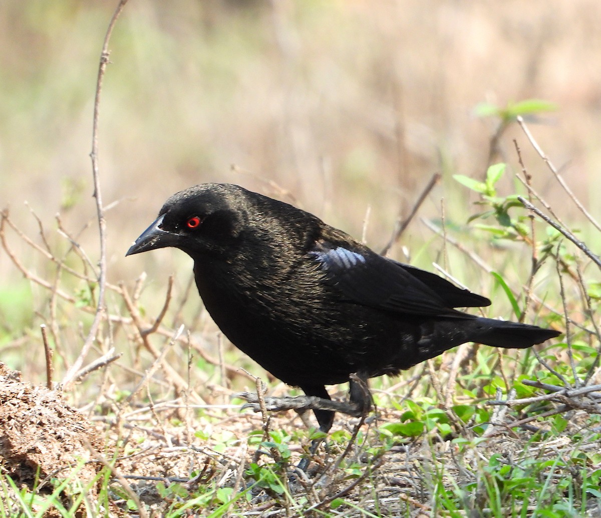 Bronzed Cowbird - Isaí López