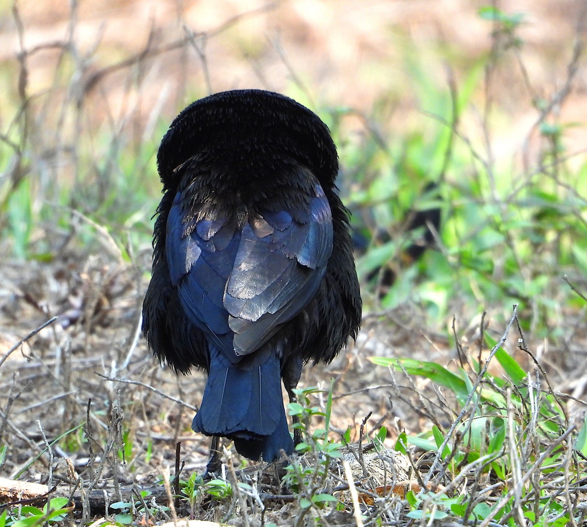 Bronzed Cowbird - Isaí López