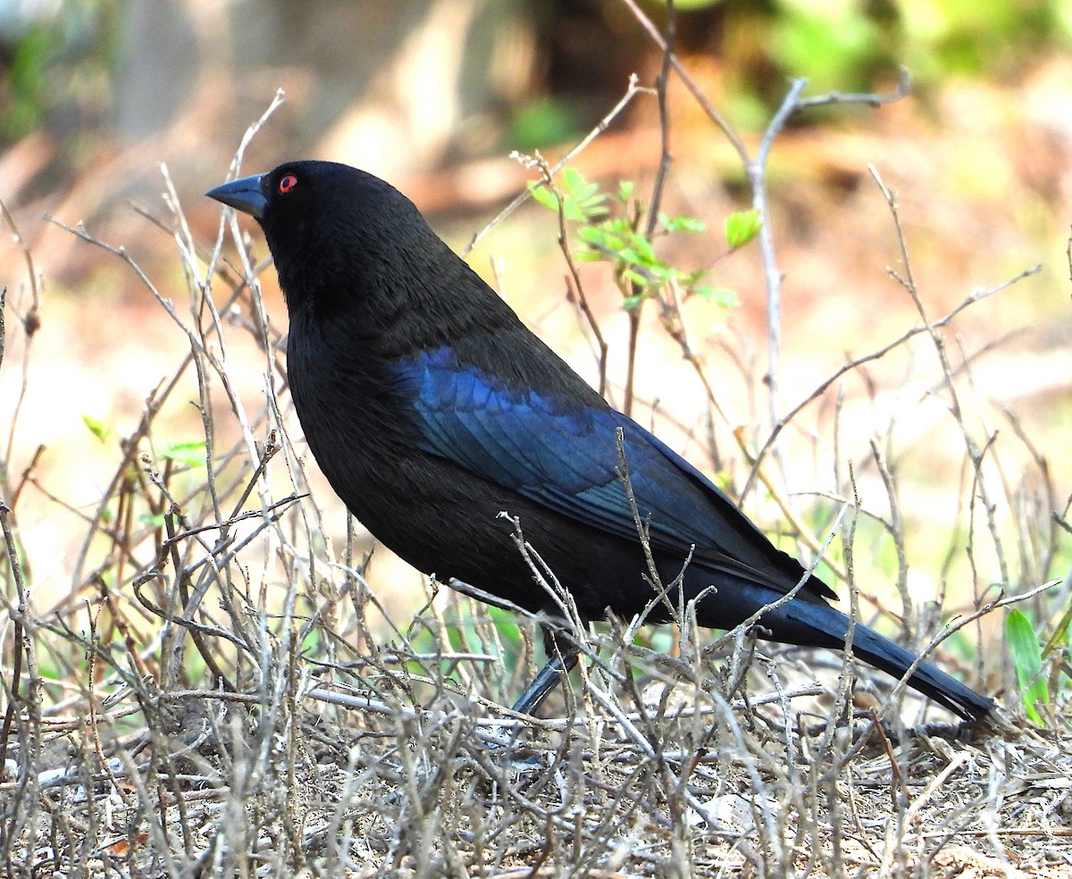 Bronzed Cowbird - Isaí López