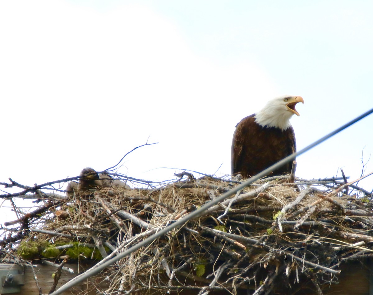 Bald Eagle - ML578383381