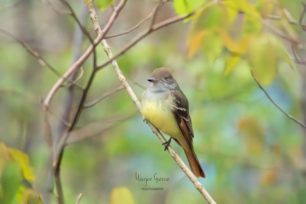 Great Crested Flycatcher - ML578383521