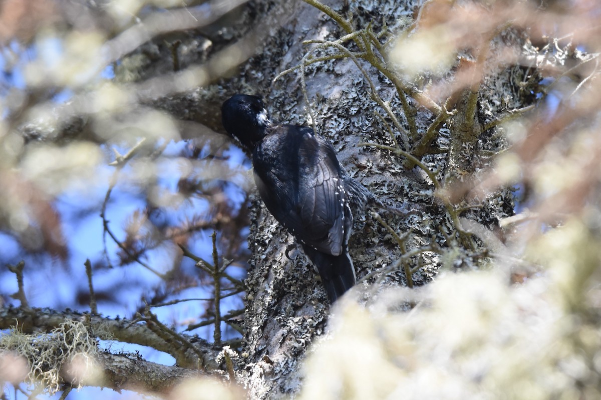 Black-backed Woodpecker - ML578383871