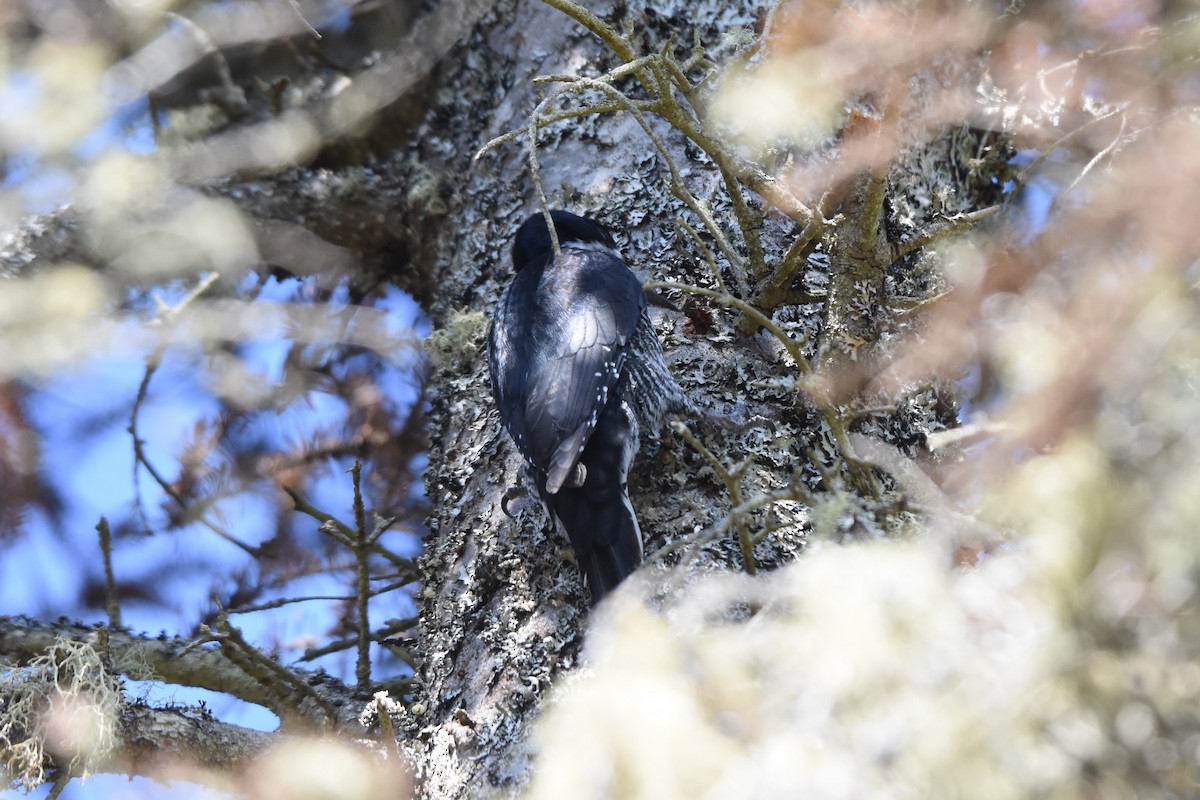 Black-backed Woodpecker - ML578383911