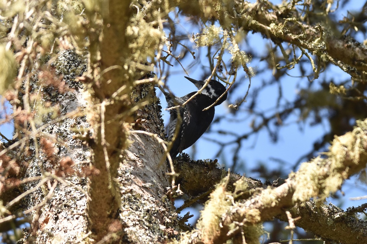 Black-backed Woodpecker - ML578383931