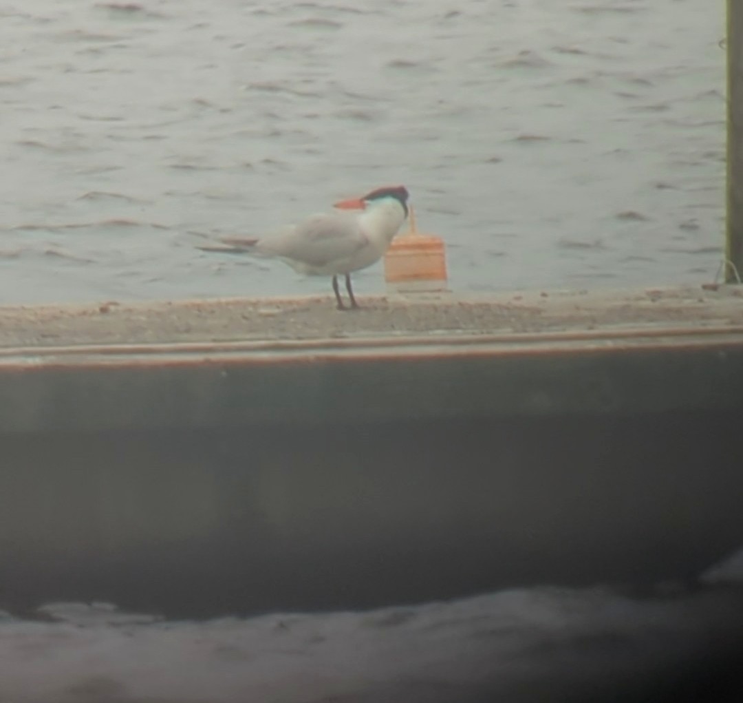 Caspian Tern - ML578385001