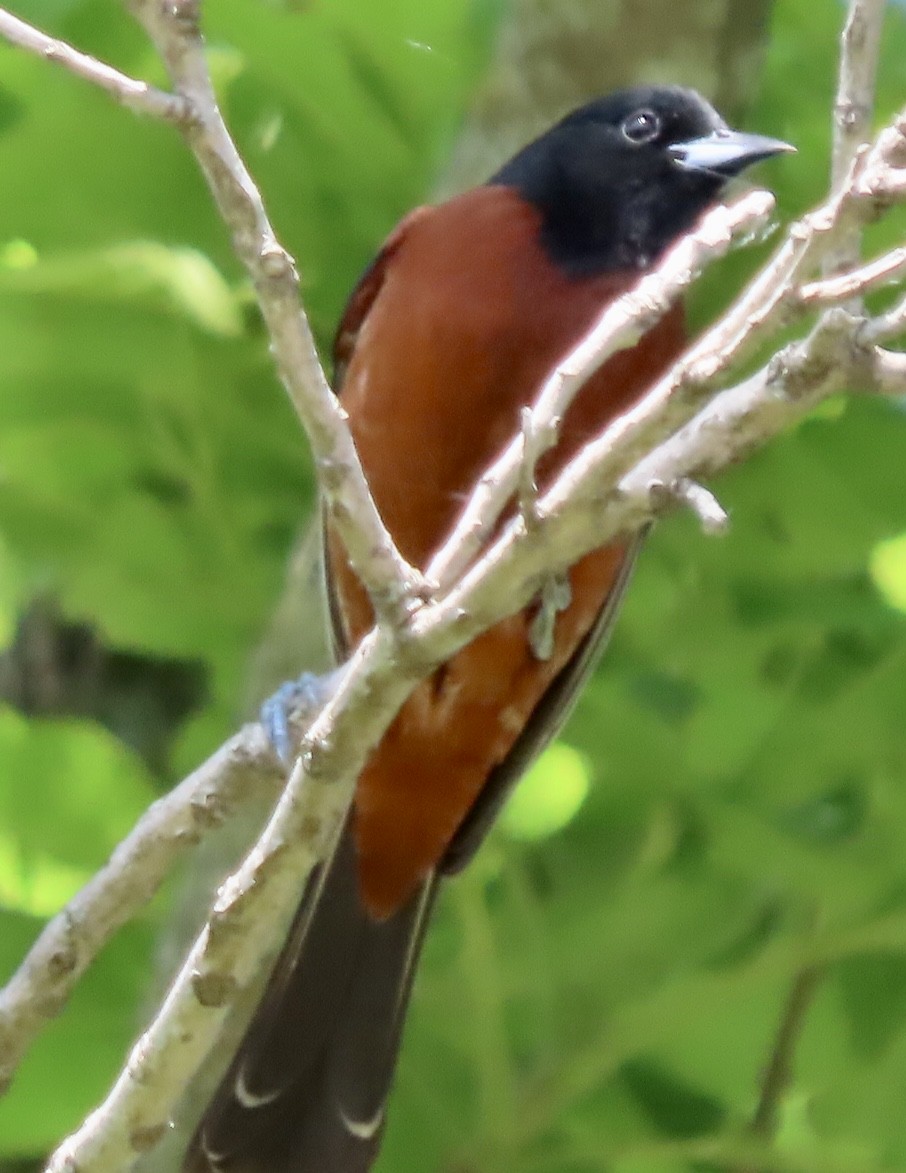 Orchard Oriole - ML578385971
