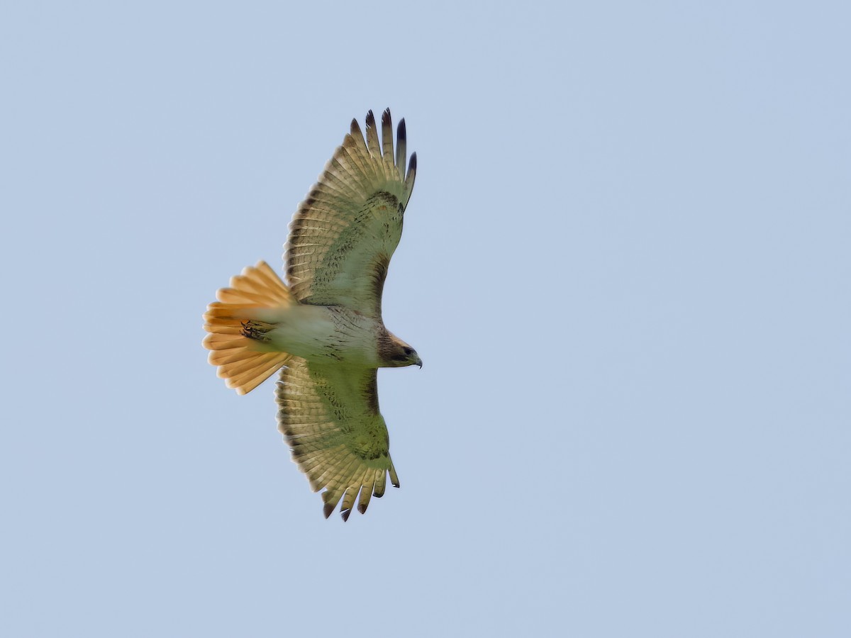 Red-tailed Hawk - ML578386171