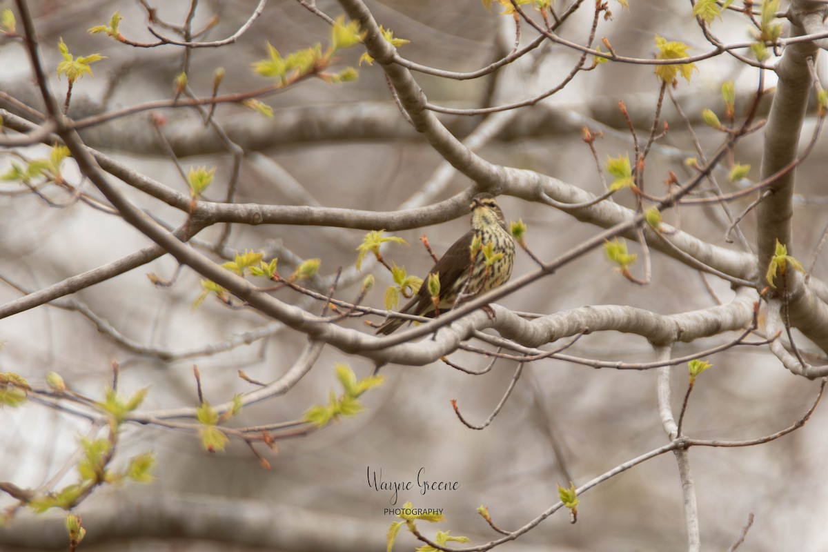 Northern Waterthrush - ML578386431