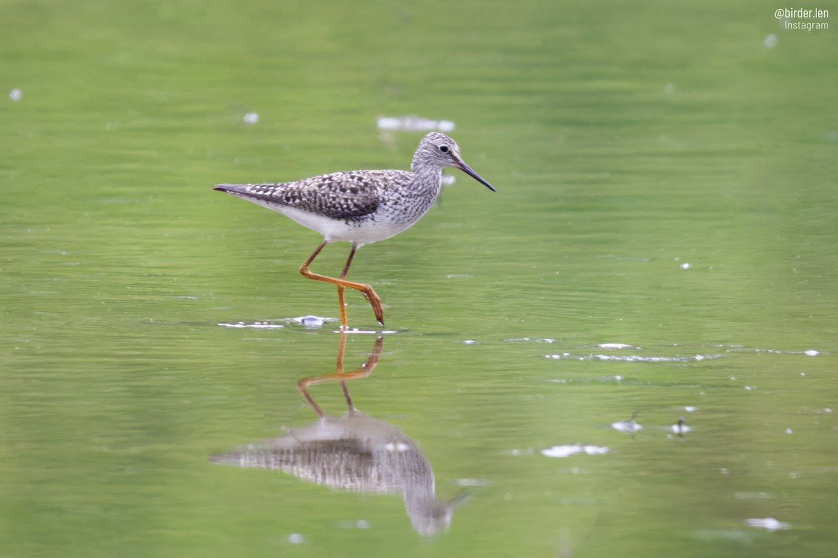 Lesser Yellowlegs - ML578386981