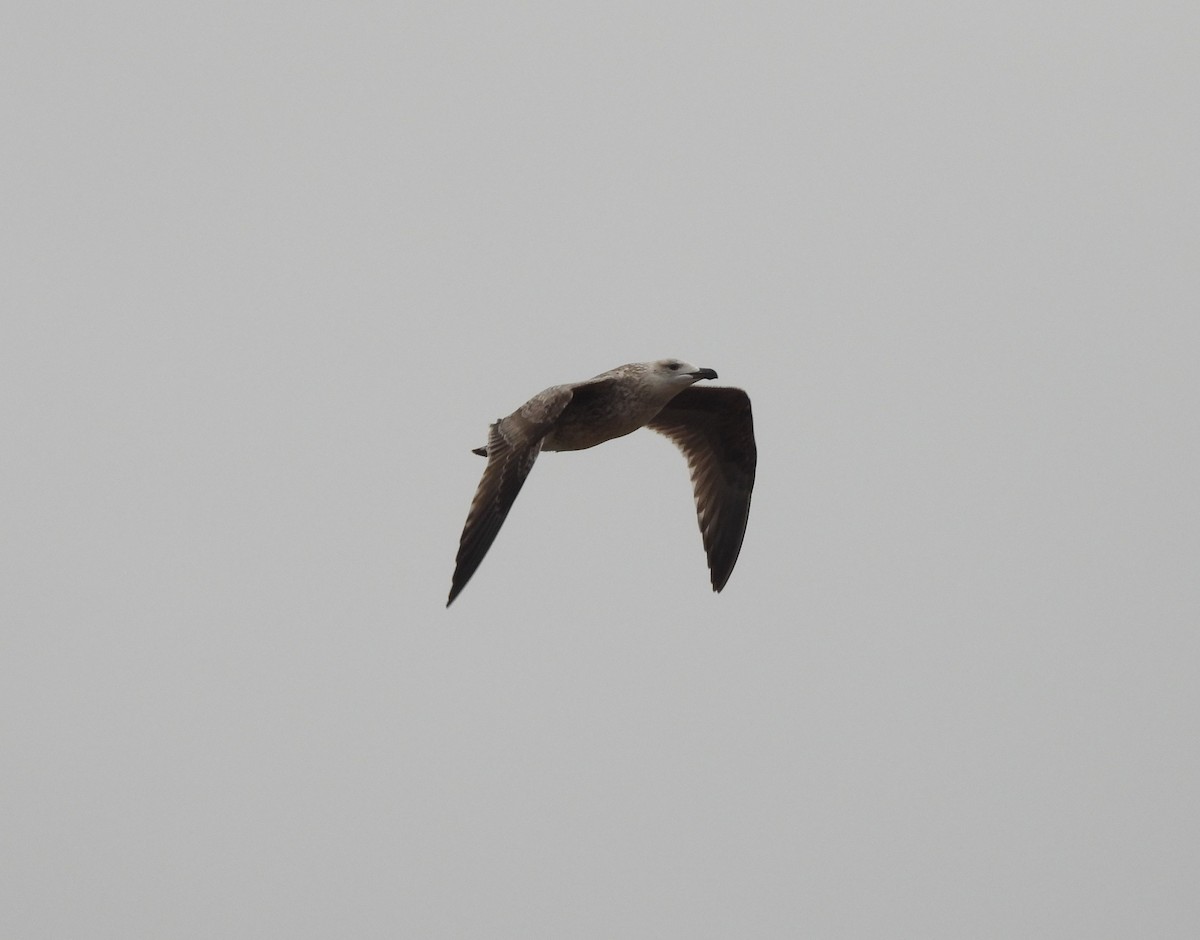 Great Black-backed Gull - Frithjof Vogeley