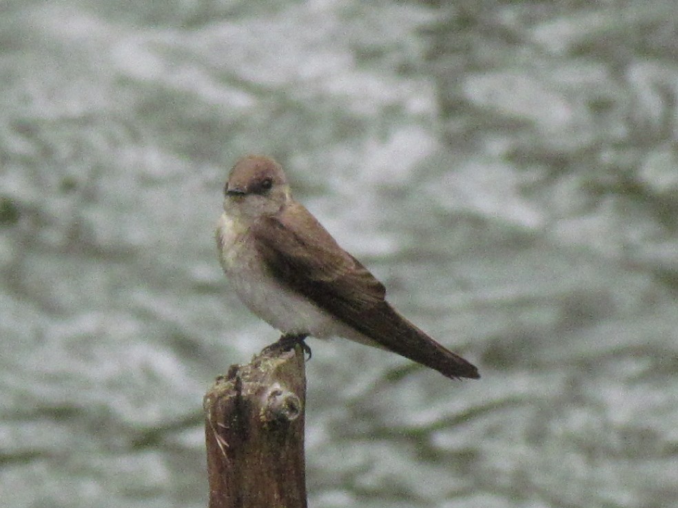 Northern Rough-winged Swallow - ML57838791