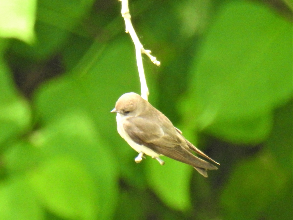 Northern Rough-winged Swallow - ML578387971