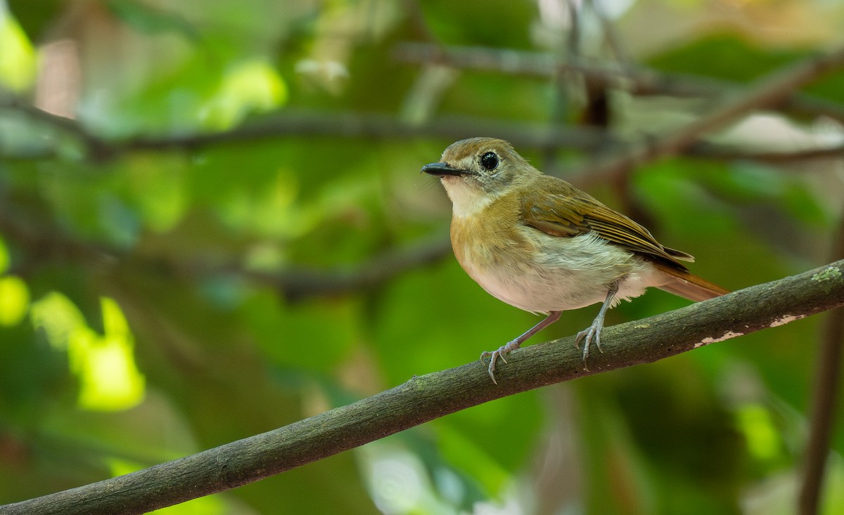 Papamoscas Dorsioliva - ML578388391