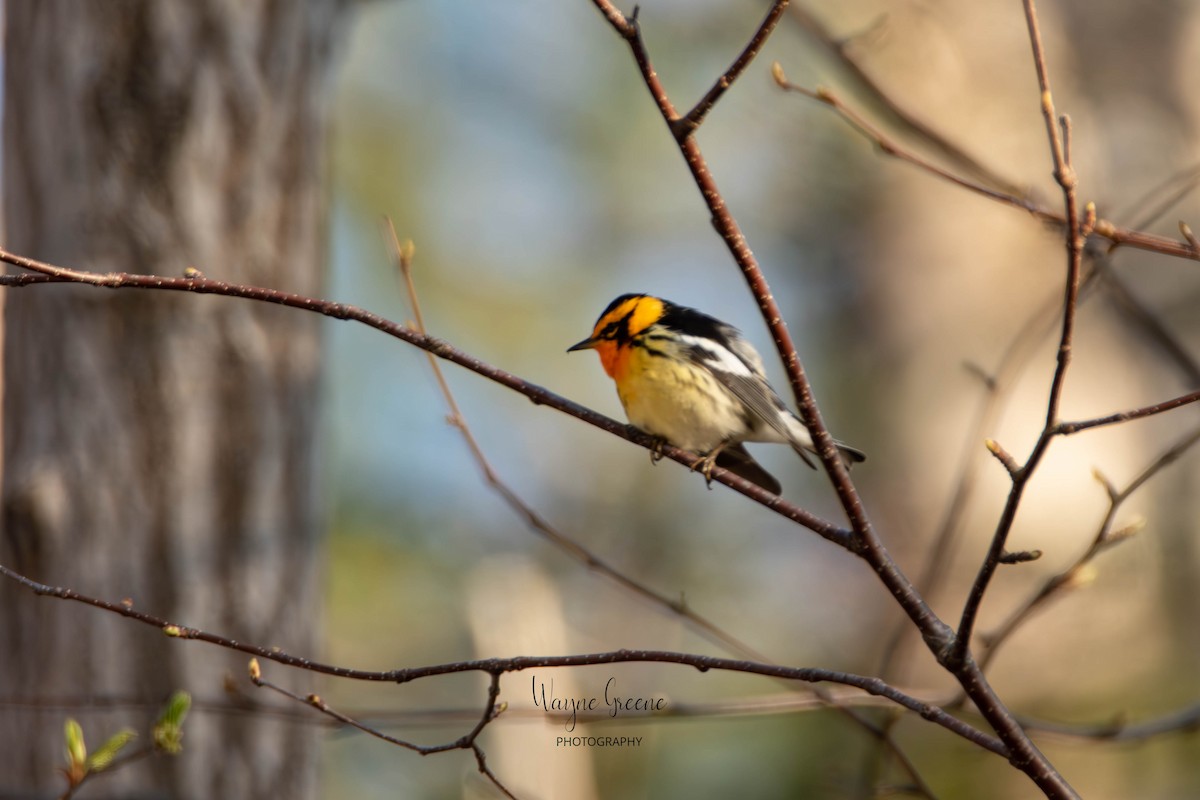 Blackburnian Warbler - ML578388431