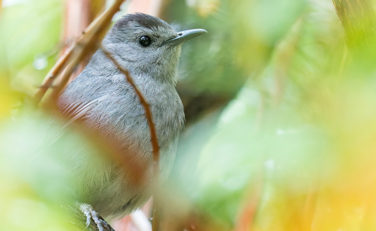 Gray Catbird - ML578388961