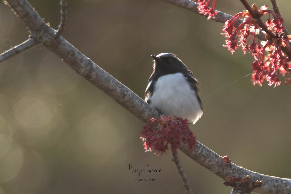 Black-throated Blue Warbler - ML578389311