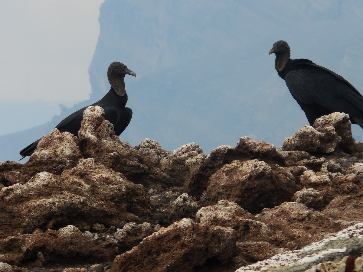 Black Vulture - ML578389411