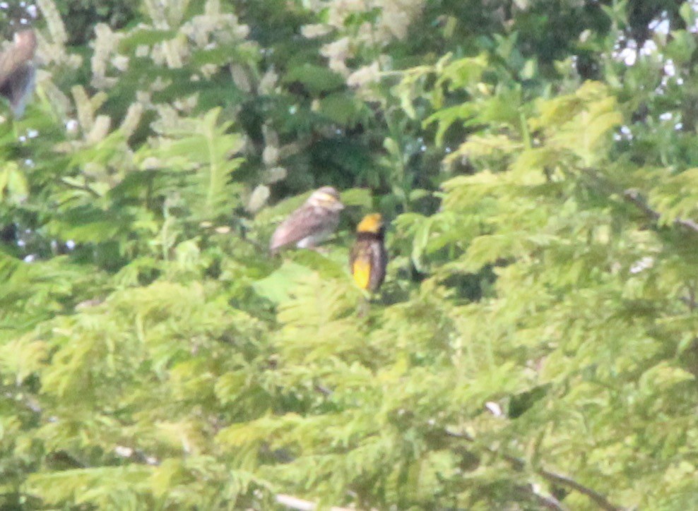 Yellow-crowned Bishop - ML57839081