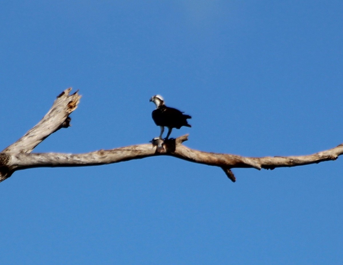 Águila Pescadora - ML57839151