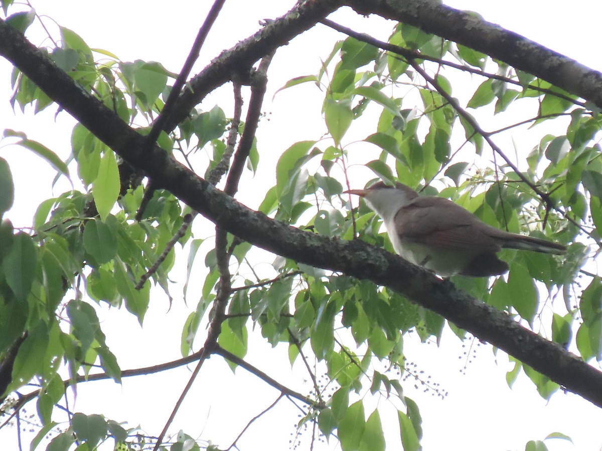 Yellow-billed Cuckoo - ML578391831