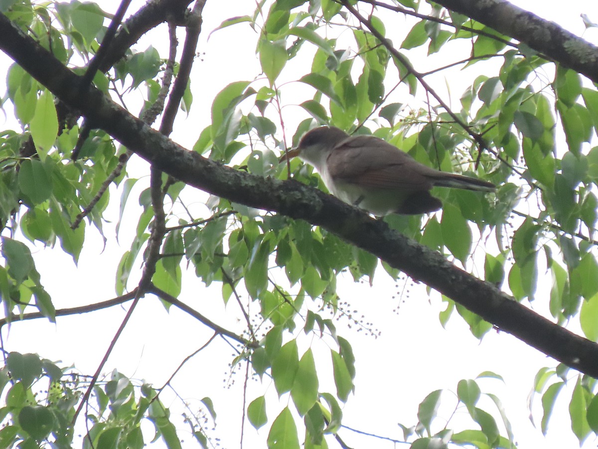 Yellow-billed Cuckoo - ML578391841