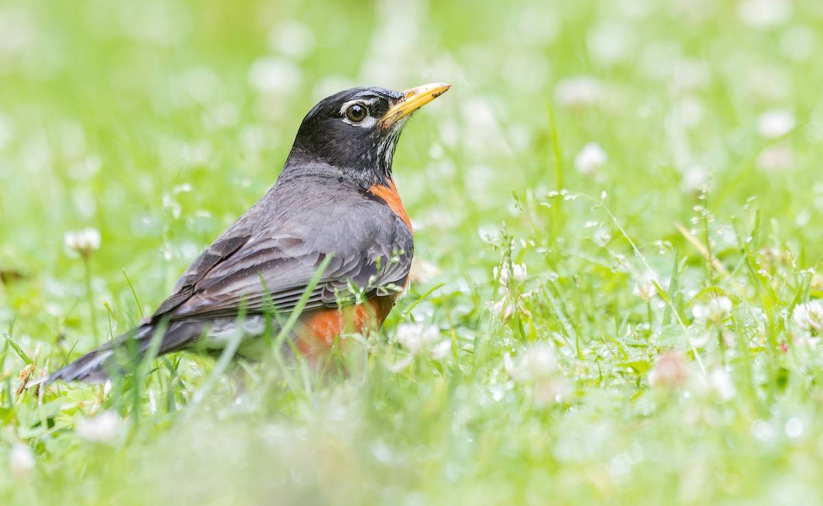 American Robin (migratorius Group) - ML578391971