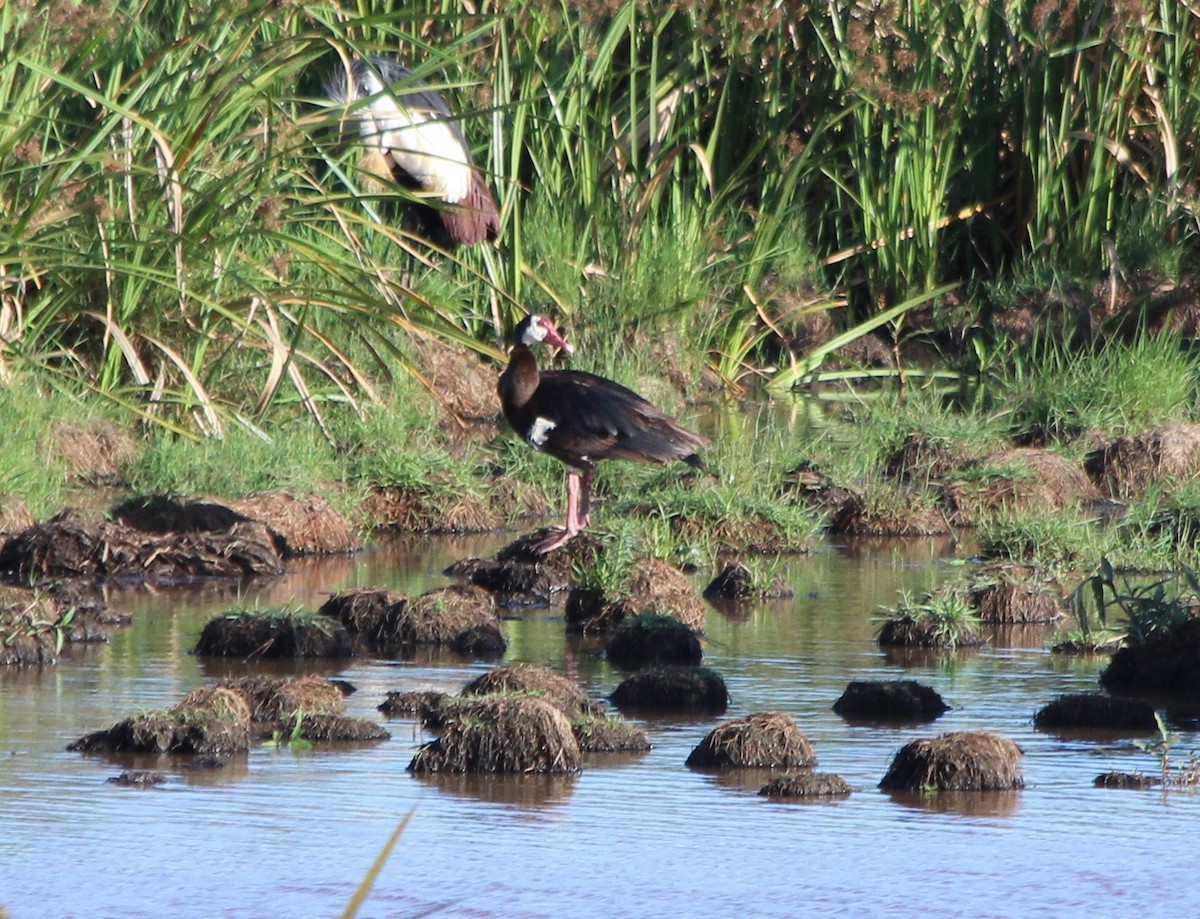 Spur-winged Goose - ML57839201
