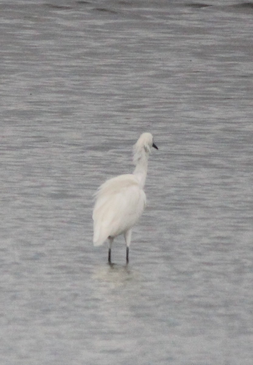 Reddish Egret - Paul 🐈🔭🦜 Rodríguez @elpuma