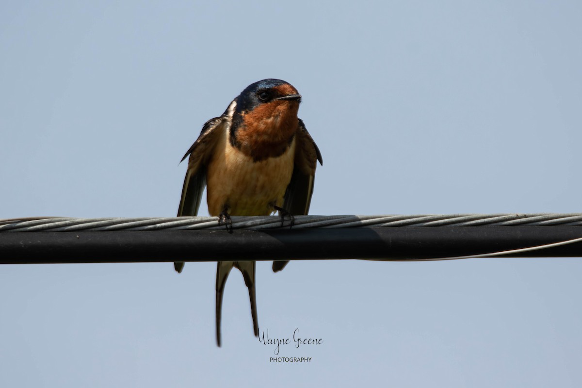 Barn Swallow - ML578392321