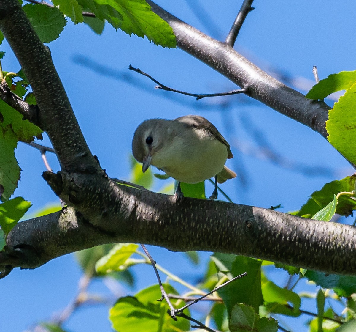 Warbling Vireo (Eastern) - ML578393011