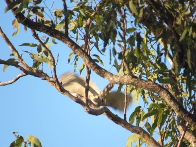 Tawny Frogmouth - ML578393771