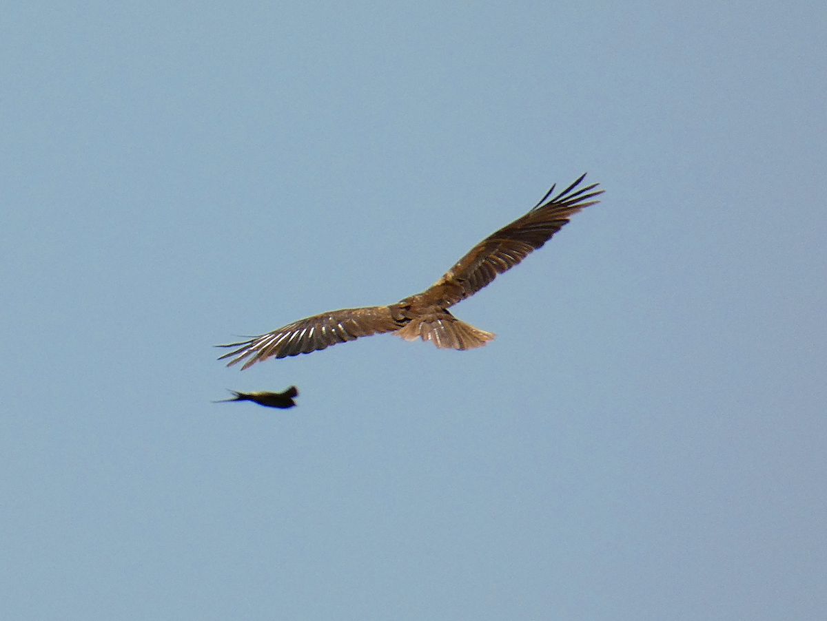 Western Marsh Harrier - ML578395021